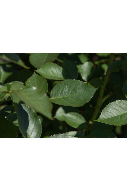 Троянда мініатюрна Fire Flash - темно-зелене глянцеве листя